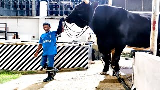 Five feet man gets dwarfed by a Holstein Friesian bull [upl. by Thagard]