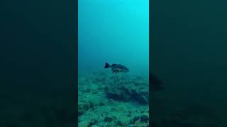 Fish Devours Crab in the Wild  Oceans Food Chain Revealed shorts UnderwaterLife OceanFoodChain [upl. by Alakcim]