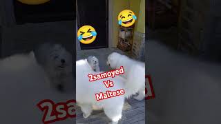 Samoyed vs Maltese love emynick dog doglover dogshorts play cute white444 shorts short [upl. by Ceporah]