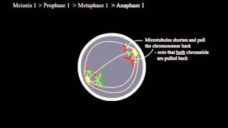 How Meiosis Works [upl. by Jase844]