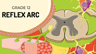 Easy to understand  REFLEX ARC [upl. by Thielen]