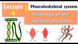 4aHistology of Skeletal musclesMuscular tissue [upl. by Natsud]