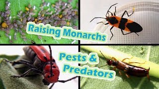 Raising Monarchs  Pests amp Predators Help The Monarch Butterfly [upl. by Metabel]