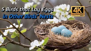 5 Birds that lay eggs in other Birds’ Nests [upl. by Circosta194]