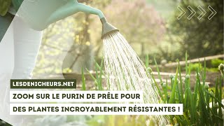 Zoom sur le purin de prêle pour des plantes incroyablement résistantes [upl. by Nevak]