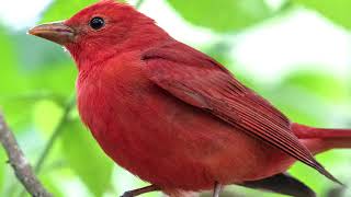 Summer Tanager Bird Sound Bird Song Bird Call Bird Calling Chirps Lissen Birds Vocalization Song [upl. by Yrome49]