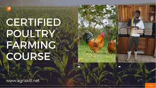 Chicken Poultry Farming Short Course at Agri Skills Learn how to run your own Chicken business [upl. by Romie]