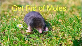 Get Rid of Moles [upl. by Autry]