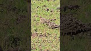 Chestnut Sandgrouse  kadbanwadi [upl. by Dunn]