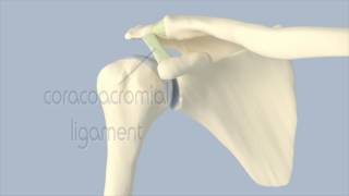 Acromioclavicular Joint Anatomy [upl. by Minda]