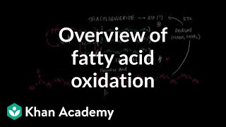 Overview of Fatty Acid Oxidation [upl. by Gabey]