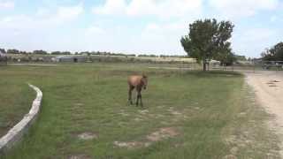 How a Mama horse teaches her baby  this video is copyrighted Stop stealing it [upl. by Anirol]