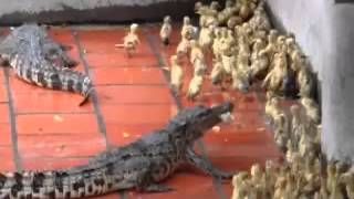 Crocodiles eats live baby ducks [upl. by Ramel]