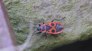 Pyrrhocoris apterus [upl. by Arammat626]