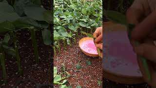 How to make seedling of rose [upl. by Kamin]