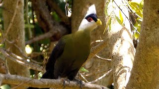 Whitecrested Turaco [upl. by Larson]