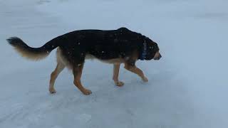 Dogs Enjoying The Snowy Day Toulouse Gander Not Happy As Usual [upl. by Ul]