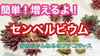 【多肉植物】多肉を増やそう❣️簡単に増えるよ❣️センペルビウム💖 [upl. by Minetta]