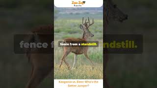 Kangaroo vs Deer Who’s the Better Jumper kangaroo deer animals viralshorts wildlife facts [upl. by Aerdnahc]