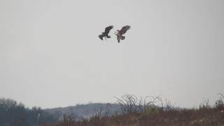 Longlegged Buzzard VS Juv Bonellis Eagle [upl. by Haskell408]