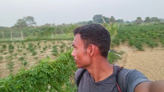 Kheto me dawa marne  New farming video Kkrj vlogs Up61 [upl. by Elliot745]