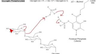 CHEM 407  Glycogen Metabolism  Glycogen Phosphorylase [upl. by Ahsaya]