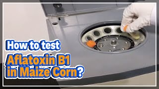 How to test Aflatoxin B1 in Maize Corn  LABOAO [upl. by Phelia]