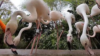 Feeding at the Flamingo Buffet [upl. by Ennaeilsel]