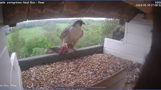 St chads peregrine project 1552024 All looking good so far [upl. by Polish]