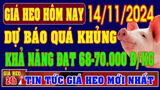 Giá heo hơi ngày 14112024  DỰ BÁO KHỦNG KHẢ NĂNG ĐẠT 6870000 ĐỒNGKG [upl. by Nagar]