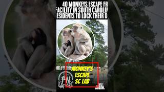 43 Monkeys Escaped in South Carolina 7 Stayed Behind [upl. by Gratia]