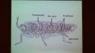 Lezioni lincee di Biomedicina Il trasporto dellossigeno e dellanidride carbonica nelluomo [upl. by Sadiras472]