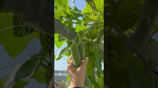 Harvesting luffa farming vegetables [upl. by Joyce245]