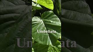 Ficus Umbellata ficusumbellata [upl. by Ahsem]