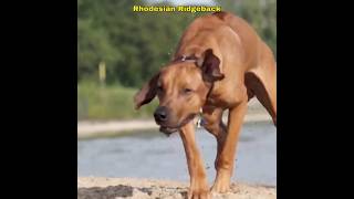 Rhodesian Ridgeback  Best Guard Dog Breed youtubeshorts youtube ytshorts [upl. by Suiramed737]