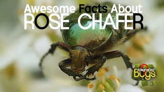 Amazing Facts About Rose Chafers  Magnified Bugs [upl. by Linzer932]