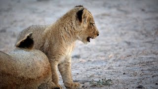 Lazy lionesses and cubs [upl. by Alastair]