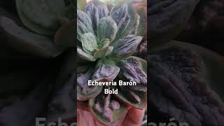 Echeveria baronbold es una suculenta caranculosa suculentas suculentasconamor [upl. by Renba]