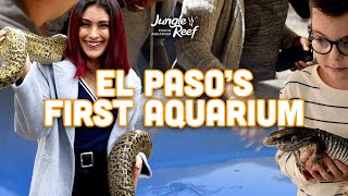 El Paso Aquarium Playful Otters Majestic Burmese Python and Shark Encounters Near You [upl. by Kenji]