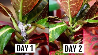 5 SIMPLEST Ways To GET Rid of Mealybugs In MINUTES [upl. by Wobniar]