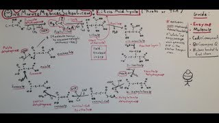 Krebs Cycle Where Energy and Biomolecules are Born  One Minute Medical School [upl. by Gunzburg938]