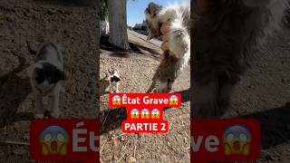 Sauvetage d’un chaton malade Partie 2 animal animals [upl. by Doley275]