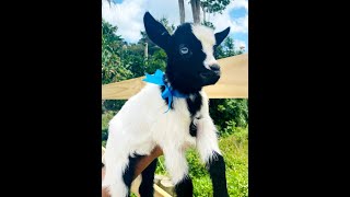 CABRITOS ENANOS 🐐🇵🇷 Parecen Peluches 😍 pero Son de Verdad ❤️ Te Enamorarán [upl. by Yenitirb]