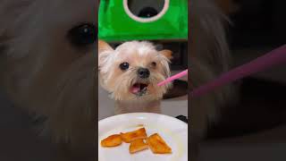 A Pups Veggie Delight  A Healthy Bite youtubeshorts youtubers shorts viralshorts shortvideo [upl. by Anilac]