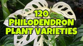 120 PHILODENDRON PLANT VARIETIES 🌱🌿 [upl. by Landsman131]