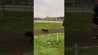 Au CaniXOpen j’ai vu 👀 malinois dog canicross [upl. by Amzu]