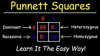 Punnett Squares  Basic Introduction [upl. by Chapman]