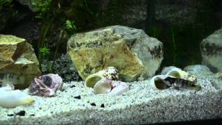 Pearly Ocellatus Spawning african shell dweller cichlid [upl. by Anauqahs]