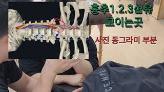 경장근 촉진longus colli palpation 및 도수운동manipulation motion 뒷목이 뻐근할때ㅡ》 경장근이 이완이 안되서 경추 신전근이 뭉친경우 [upl. by Calie]