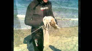 PESCASUB Pellaro di Reggio Calabria cattura Seppia da 25Kg [upl. by Draned19]